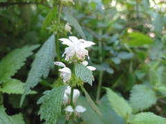 Lamium flexuosum
