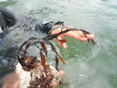 Carpophyllum flexuosum