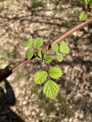 Rubus phoenicolasius
