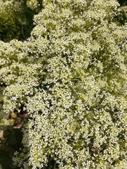 Peltaria angustifolia