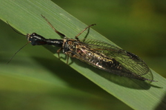 Phaeostigma