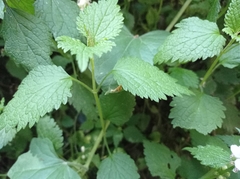 Lamium flexuosum