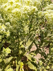 Peltaria angustifolia