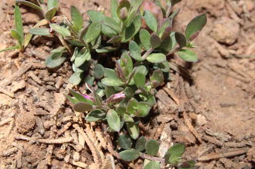 Polygala rupestris subsp. oxycoccoides image
