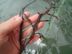 Carpophyllum flexuosum