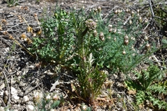 Centranthus calcitrapae