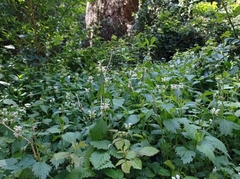 Lamium flexuosum