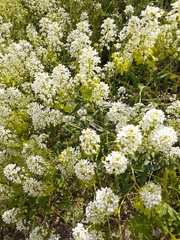 Peltaria angustifolia