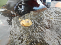 Sigapatella novaezelandiae