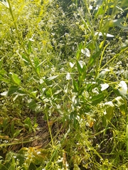 Peltaria angustifolia