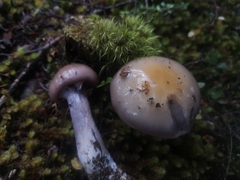 Cortinarius taylorianus