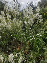 Peltaria angustifolia