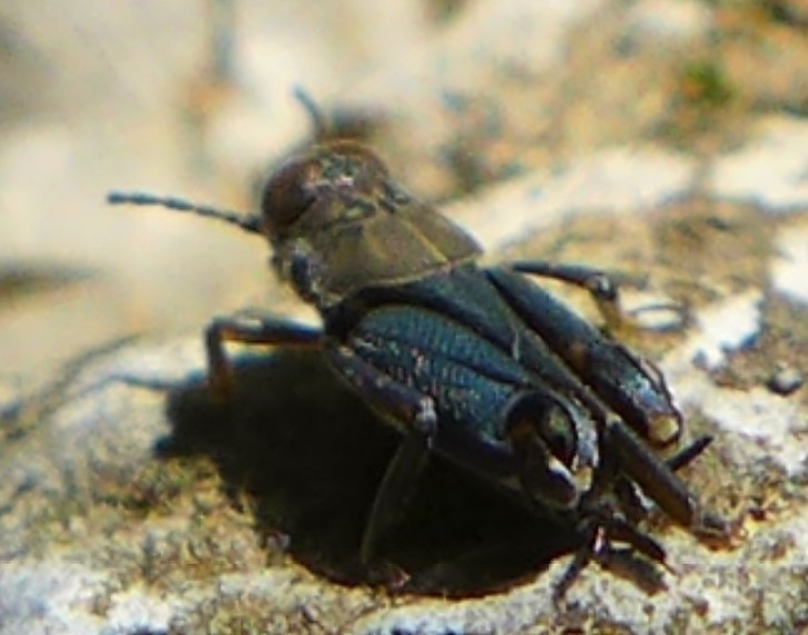 Mirhipipteryx biloba