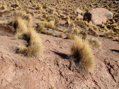 Festuca chrysophylla