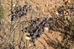 Petrosedum sediforme