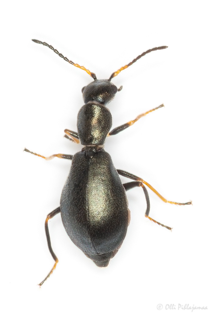 Charopus flavipes