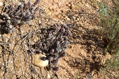Petrosedum sediforme