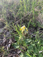 Primula veris