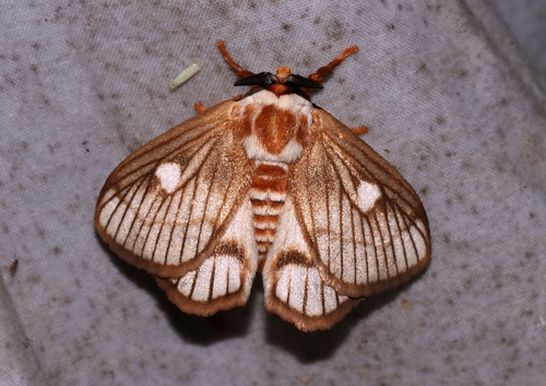 Strigivenifera venata