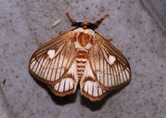 Strigivenifera venata