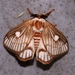 Strigivenifera venata - Photo (c) mlanguy,  זכויות יוצרים חלקיות (CC BY-NC), הועלה על ידי mlanguy
