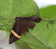 Abisara fylla