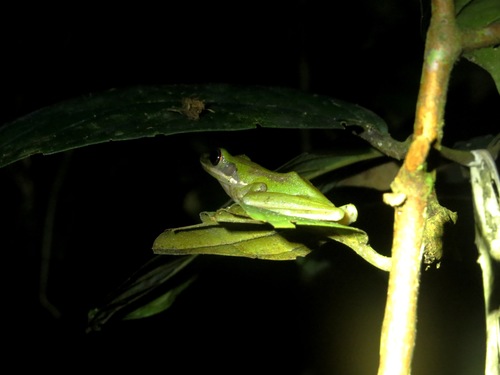 Hylarana raniceps