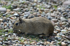 Microcavia australis