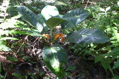 Dieffenbachia concinna