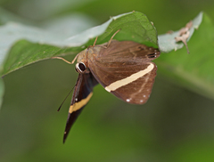 Abisara fylla
