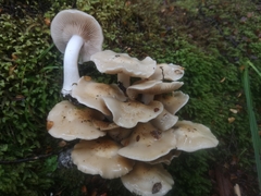 Psathyloma leucocarpum