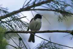 Melithreptus affinis