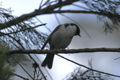 Melithreptus affinis