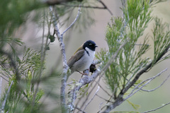 Melithreptus affinis
