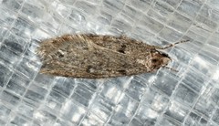 Semioscopis