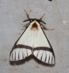 Epanaphe moloneyi