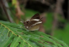 Abisara neophron