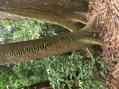 Adenia cordifolia
