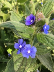 Pentaglottis sempervirens