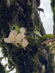 Rodriguezia granadensis