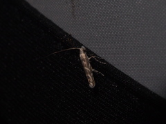 Epicephala albifrons