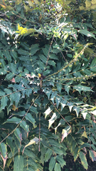 Berberidinae