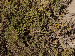 Parastrephia quadrangularis