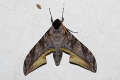 Smerinthini