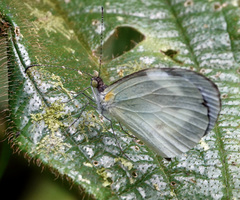 Dismorphia crisia foedora