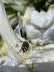 Tropinota squalida