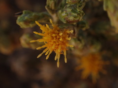 Parastrephia quadrangularis