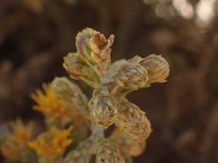 Parastrephia quadrangularis