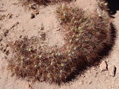Maihueniopsis camachoi