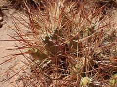 Maihueniopsis camachoi